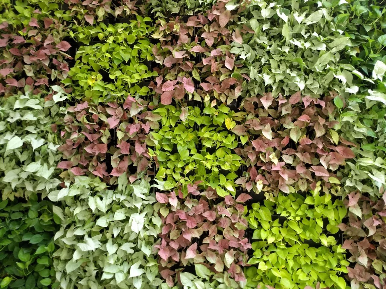 Vertical Garden